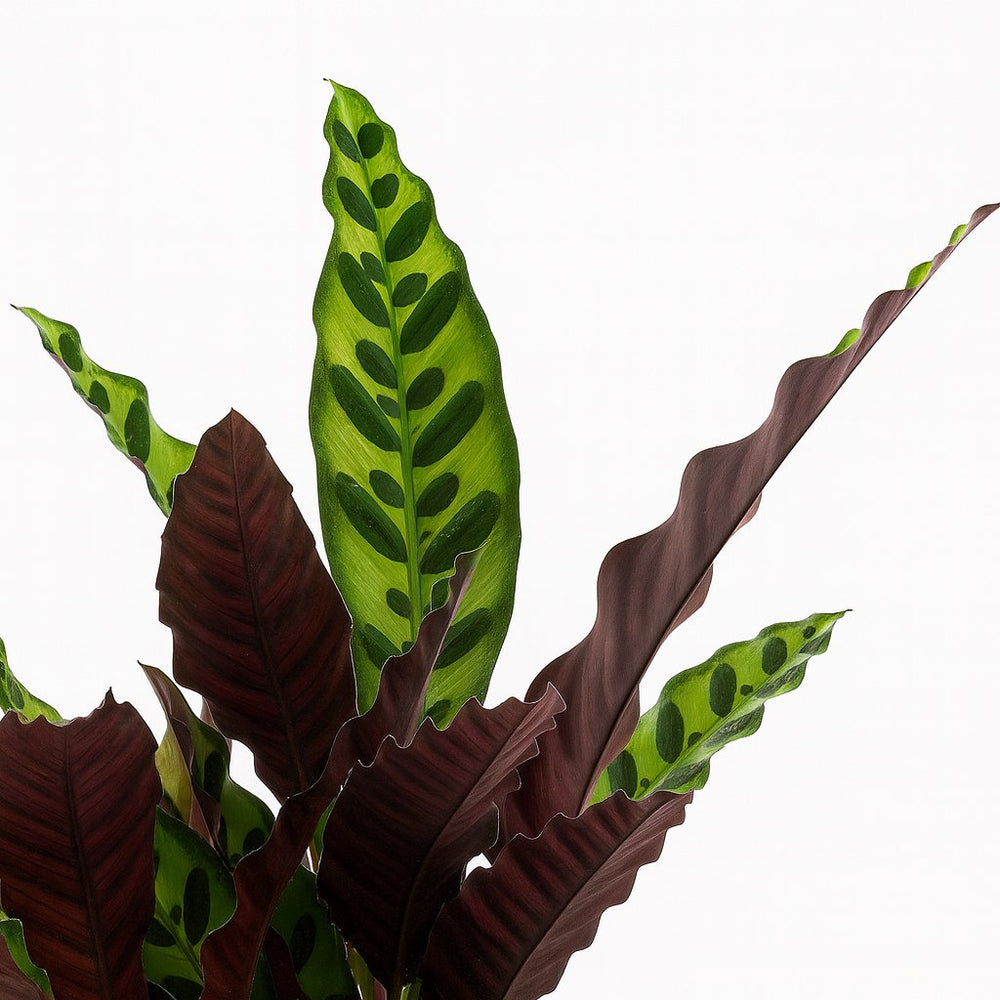 Calathea Lancifolia 50cm Nahaufnahme