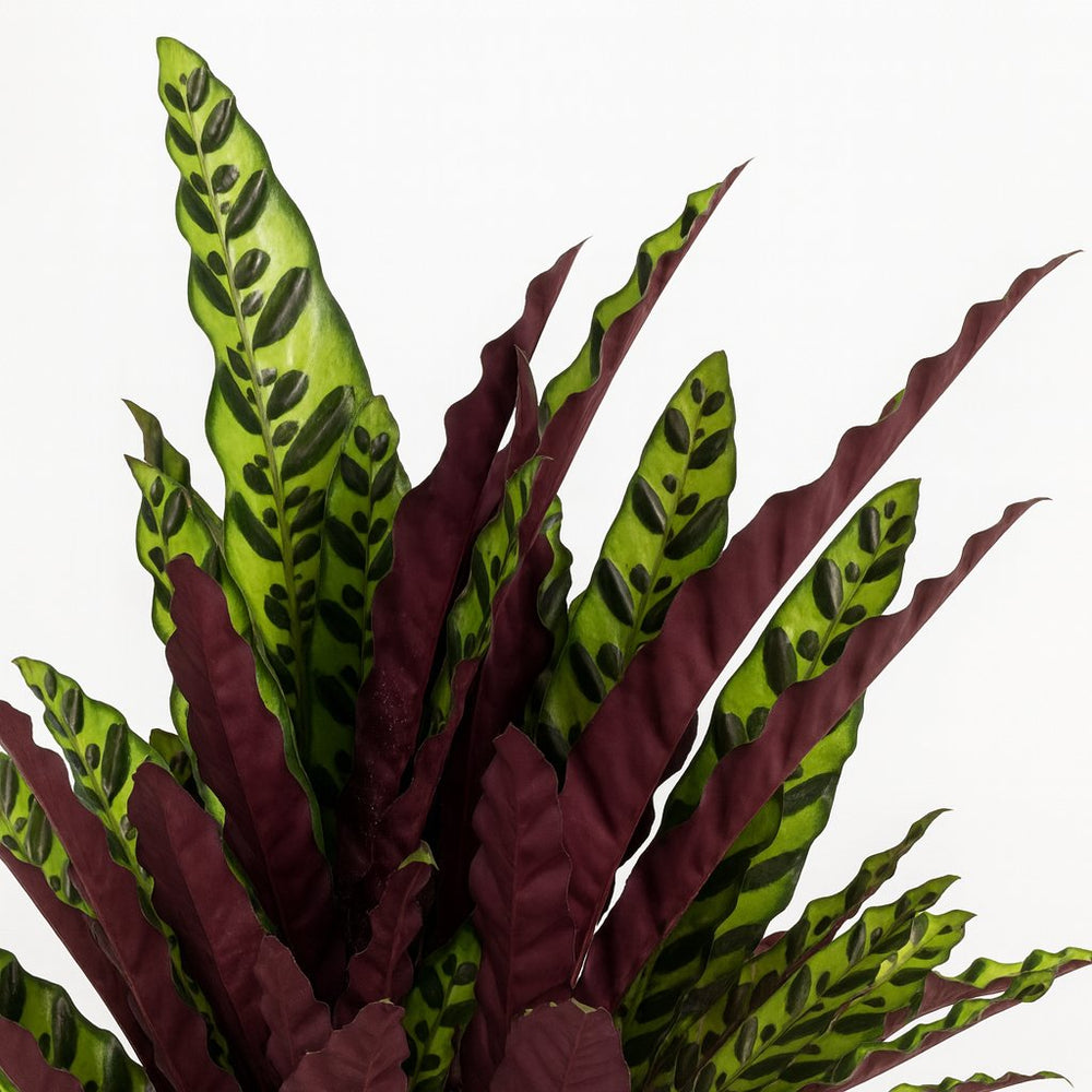 Calathea Lancifolia 70cm Nahaufnahme