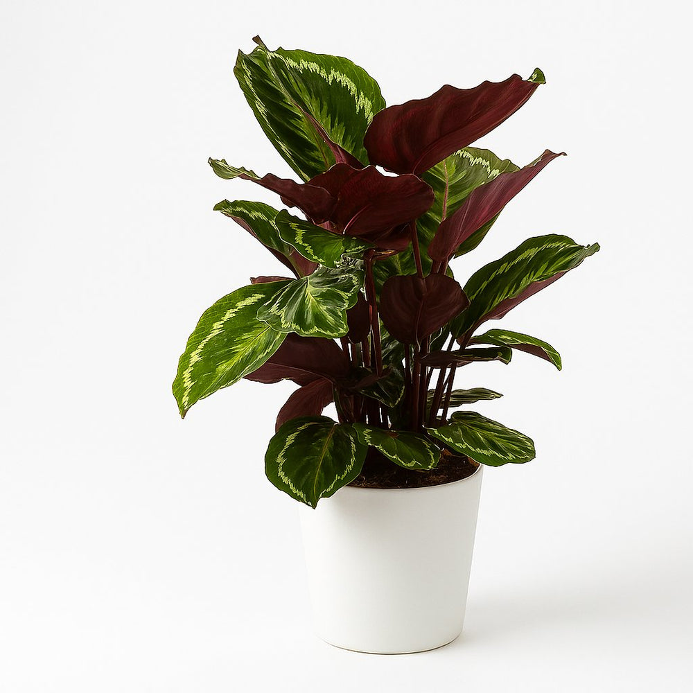 Calathea Medallion 75cm im 19cm Topf in einem modernen Studio mit modernem Topf