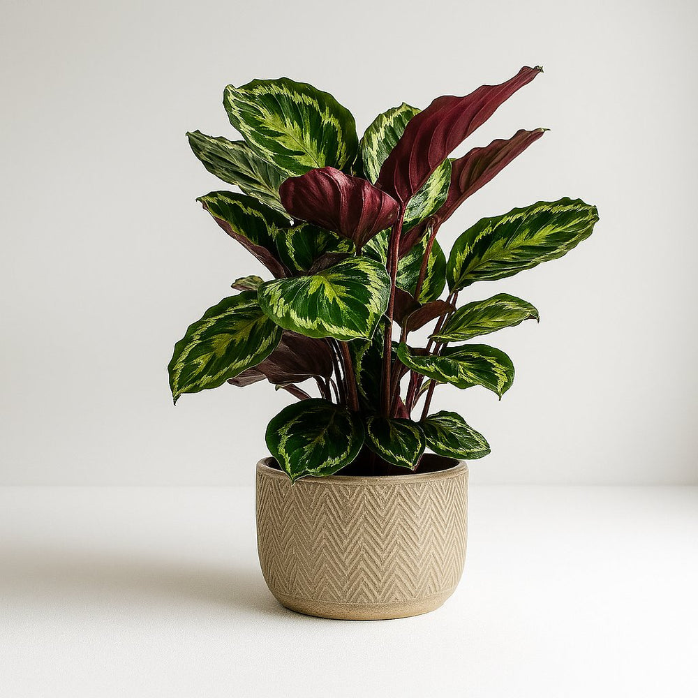 Calathea Medallion 75cm Nahaufnahme