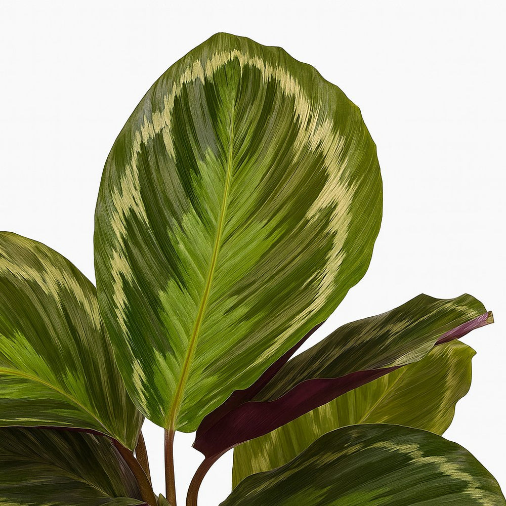 Calathea Medallion 45cm Nahaufnahme