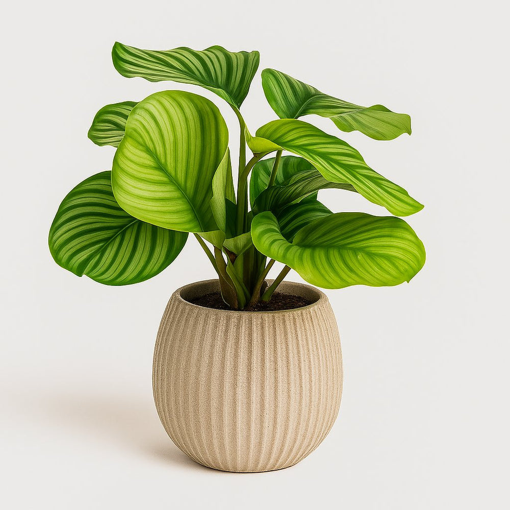 Calathea Orbifolia 50cm im 14cm Topf