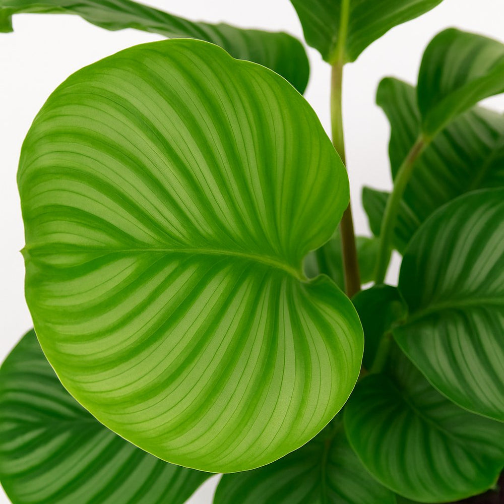 Calathea Orbifolia 50cm im 14cm Topf Nahaufnahme