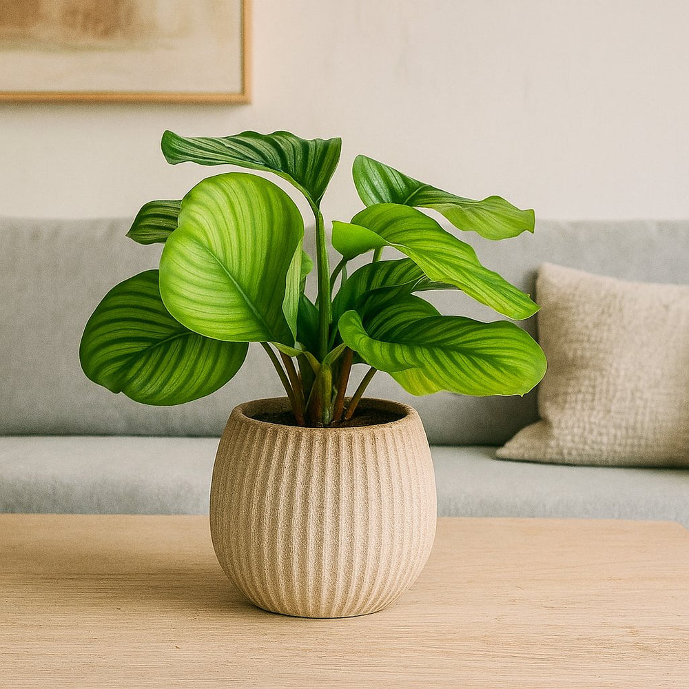 Calathea Orbifolia 50cm im 14cm Topf Set