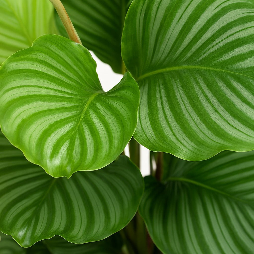 Calathea Orbifolia 60cm im 17cm Topf Nahaufnahme
