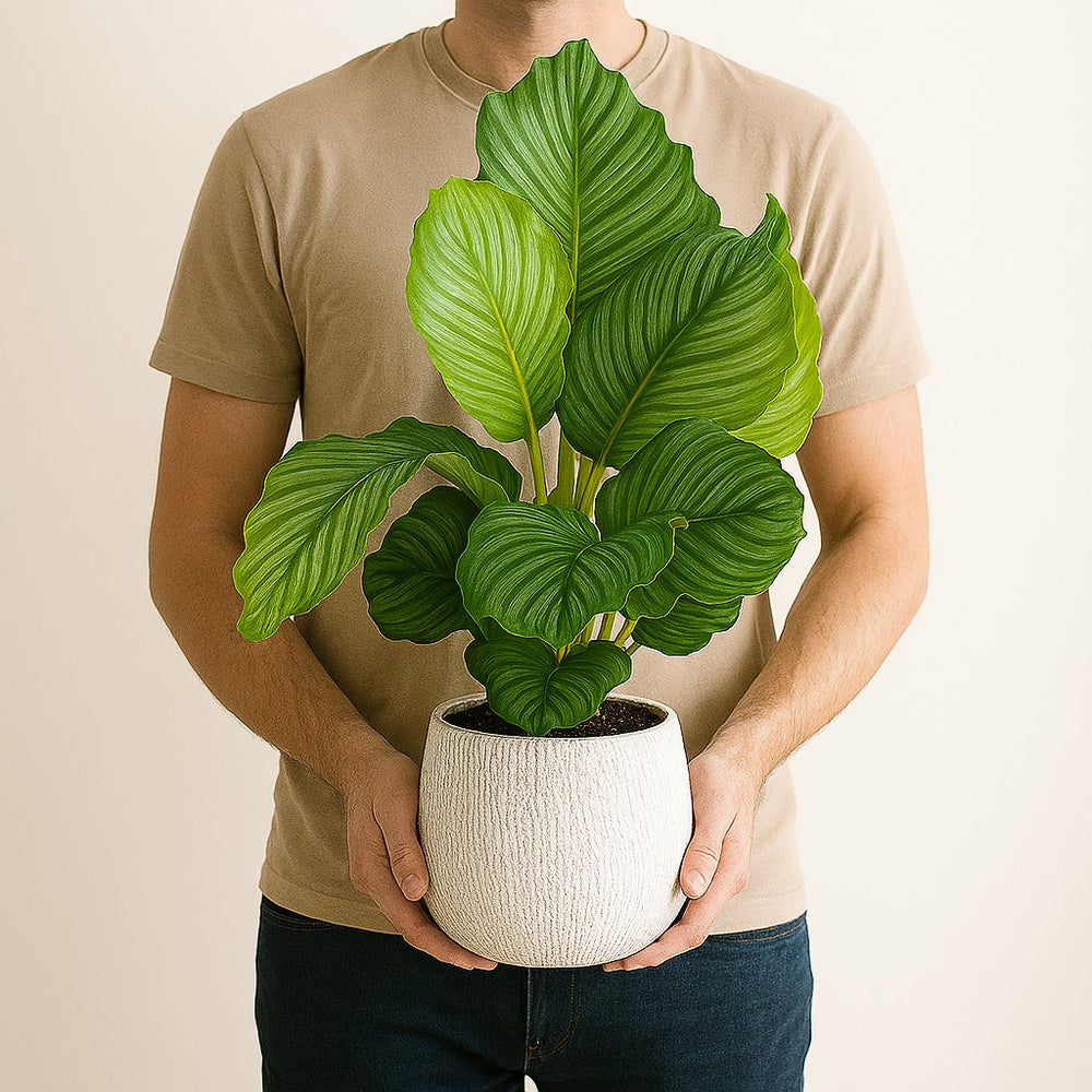 Calathea Orbifolia 60cm im 17cm Topf Set