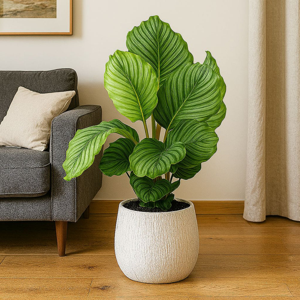 Calathea Orbifolia 60cm im 17cm Topf Set