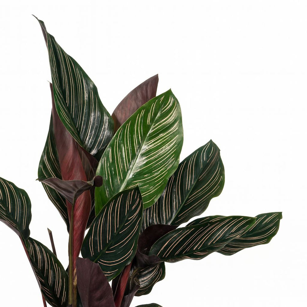 Calathea Ornata 50cm Nahaufnahme
