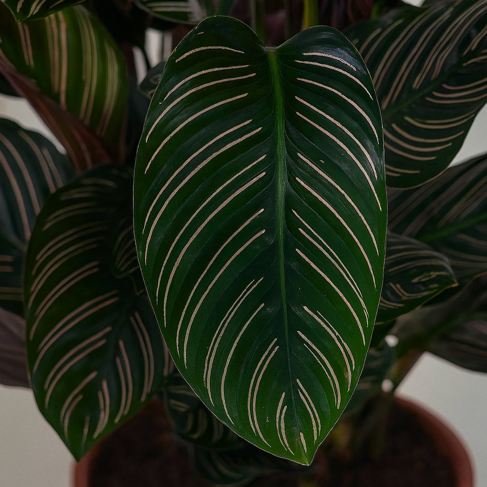 Calathea Ornata 75cm Nahaufnahme