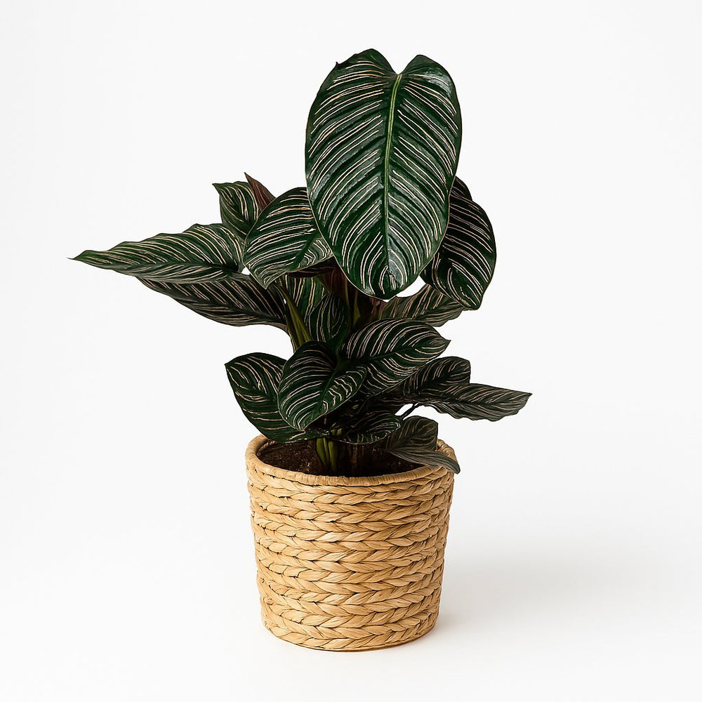 Calathea Ornata 75cm im 19cm Topf