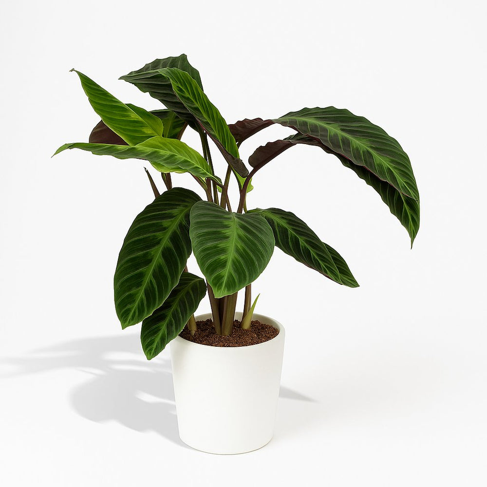 Calathea Warscewiczii 70cm im 19cm Topf in einem modernen Studio mit modernem Topf