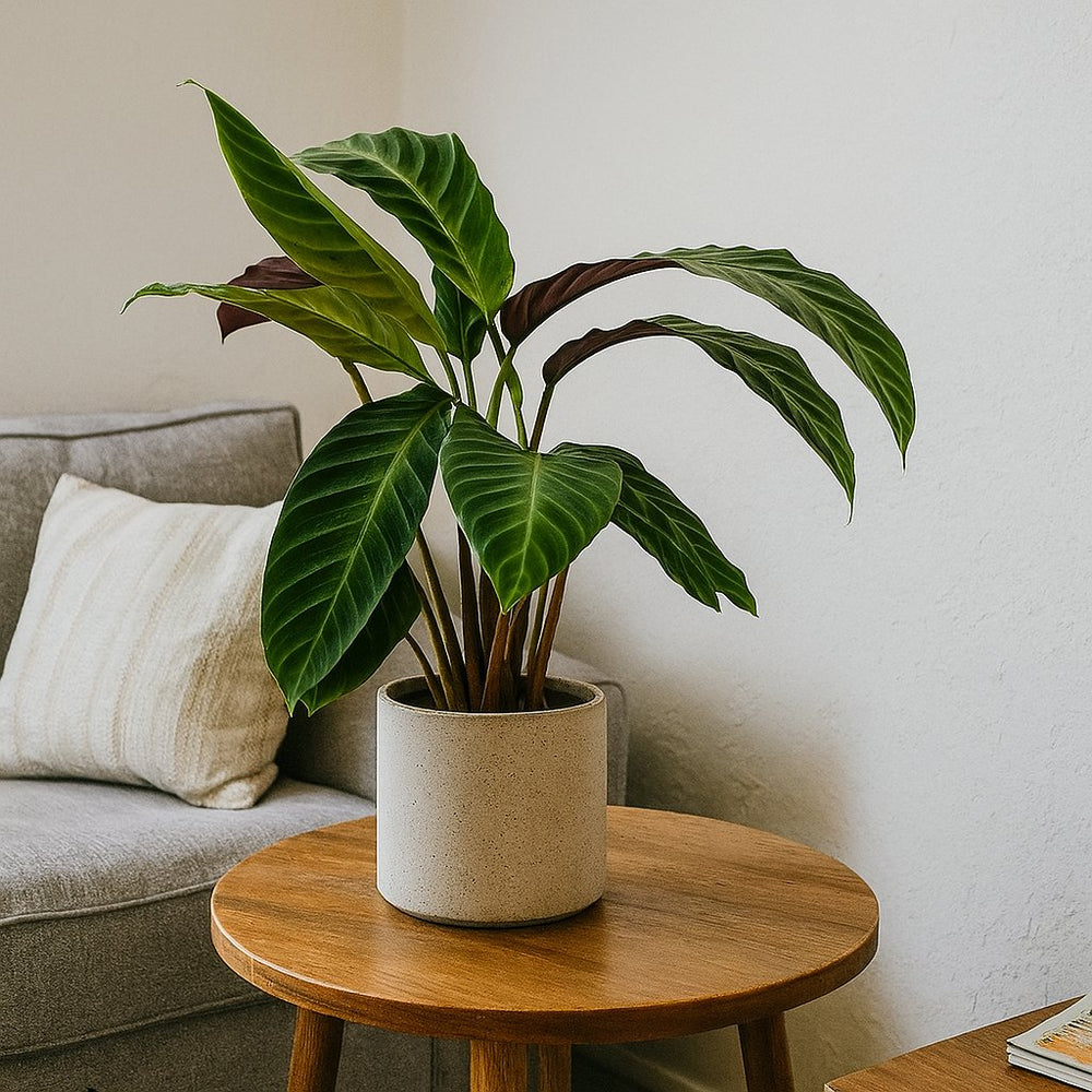 Calathea Warscewiczii 70cm in Wohnungs-Setting