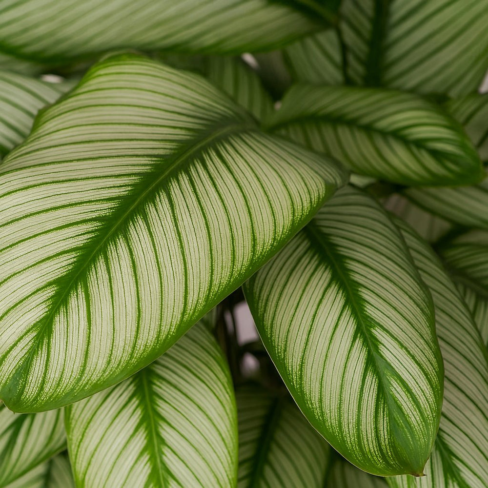 Calathea Whitestar