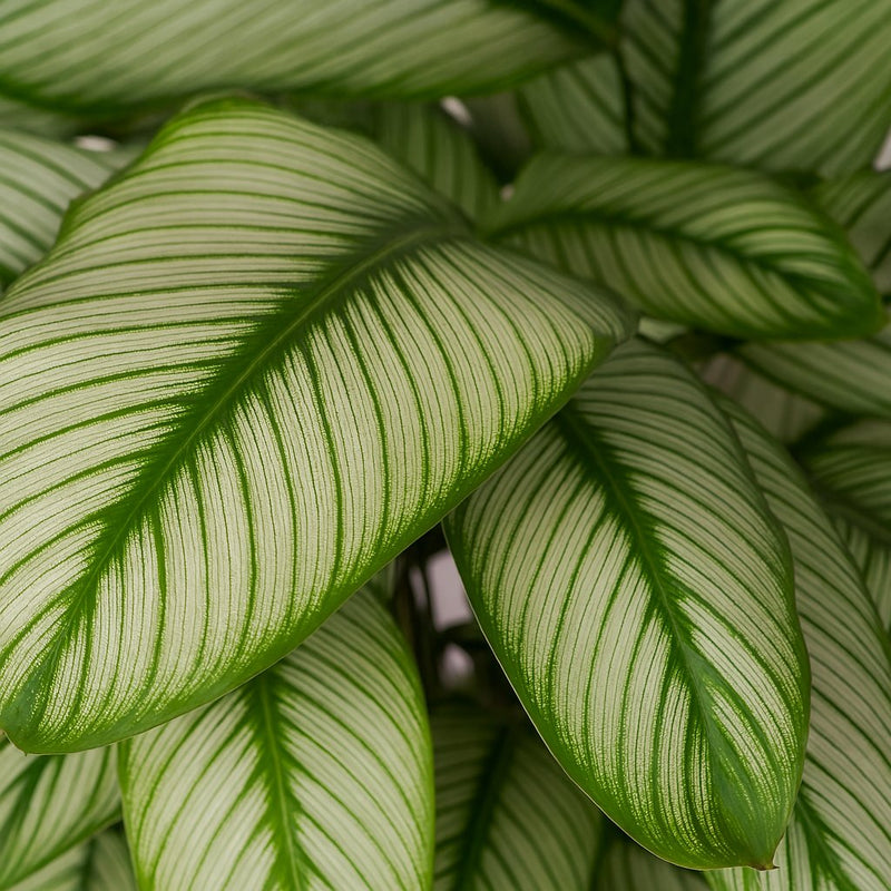 Calathea Whitestar Detail