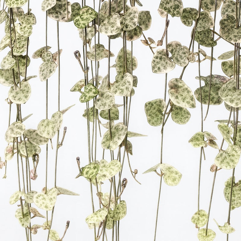 Ceropegia Linearis Subsp. Woodii Variegata Detail