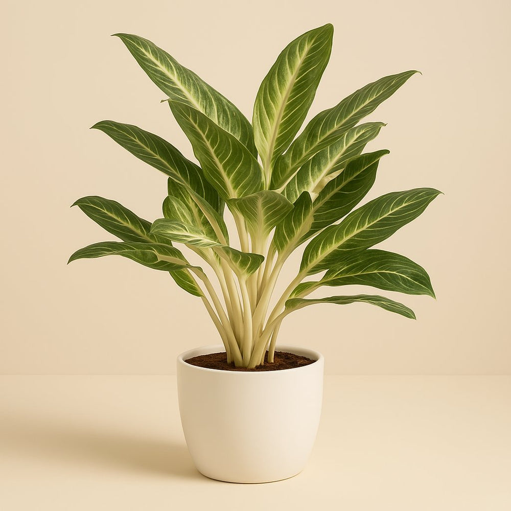 Aglaonema Keylime 70cm im 21cm Topf