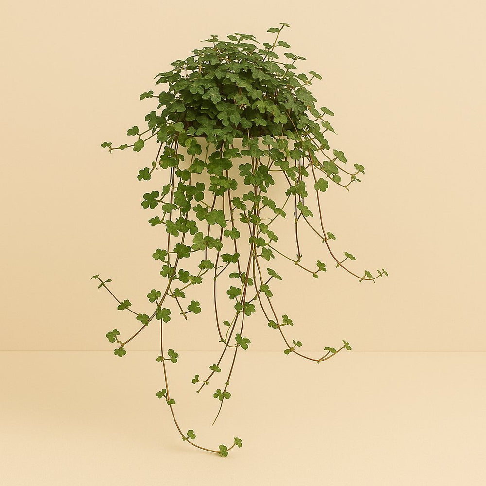 Pilea Glaucophylla 20cm im 11cm Topf