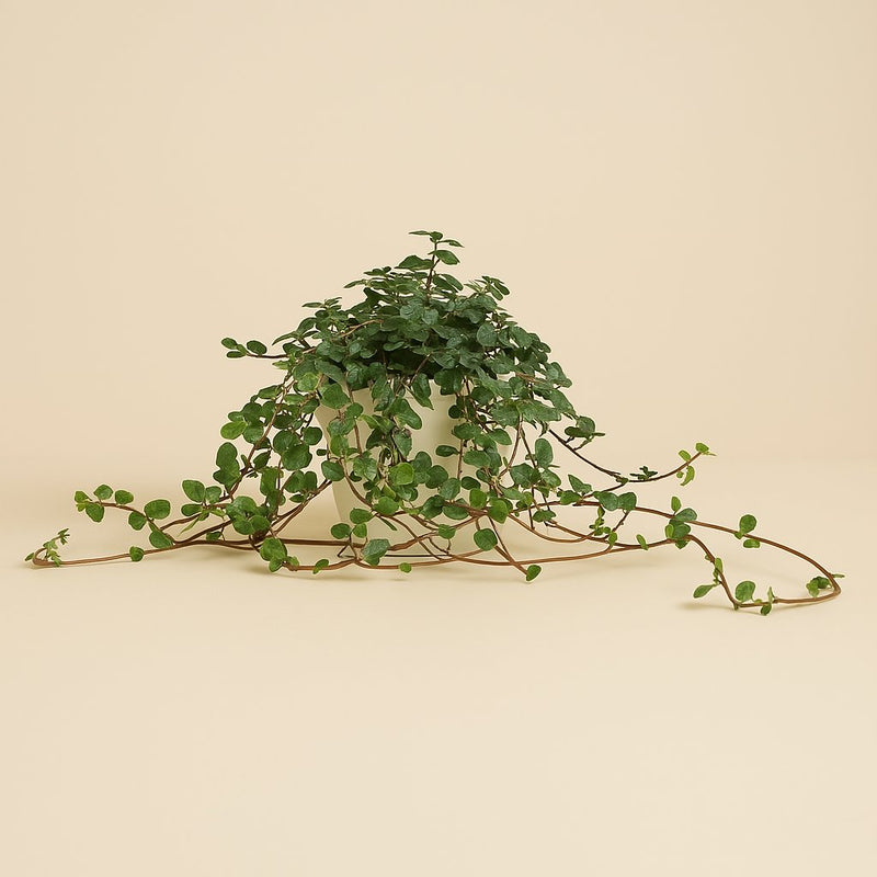 Pilea Glaucophylla Detail
