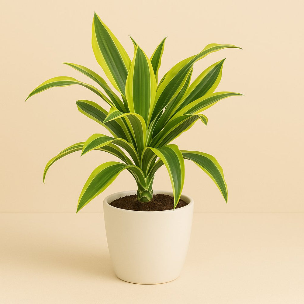 Dracaena Lemon Lime 55cm im 14cm Topf