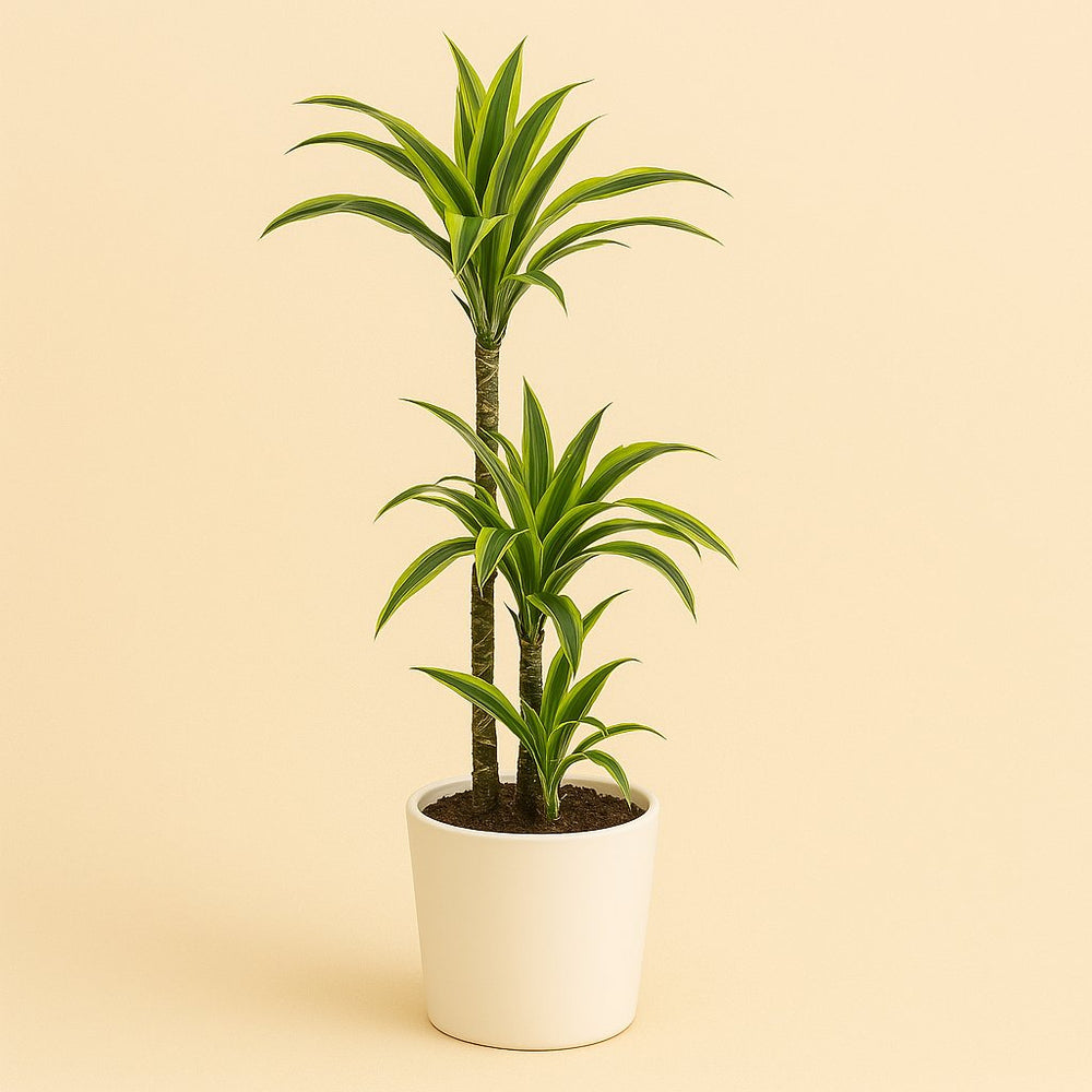 Dracaena Lemon Lime 120cm im 24cm Topf