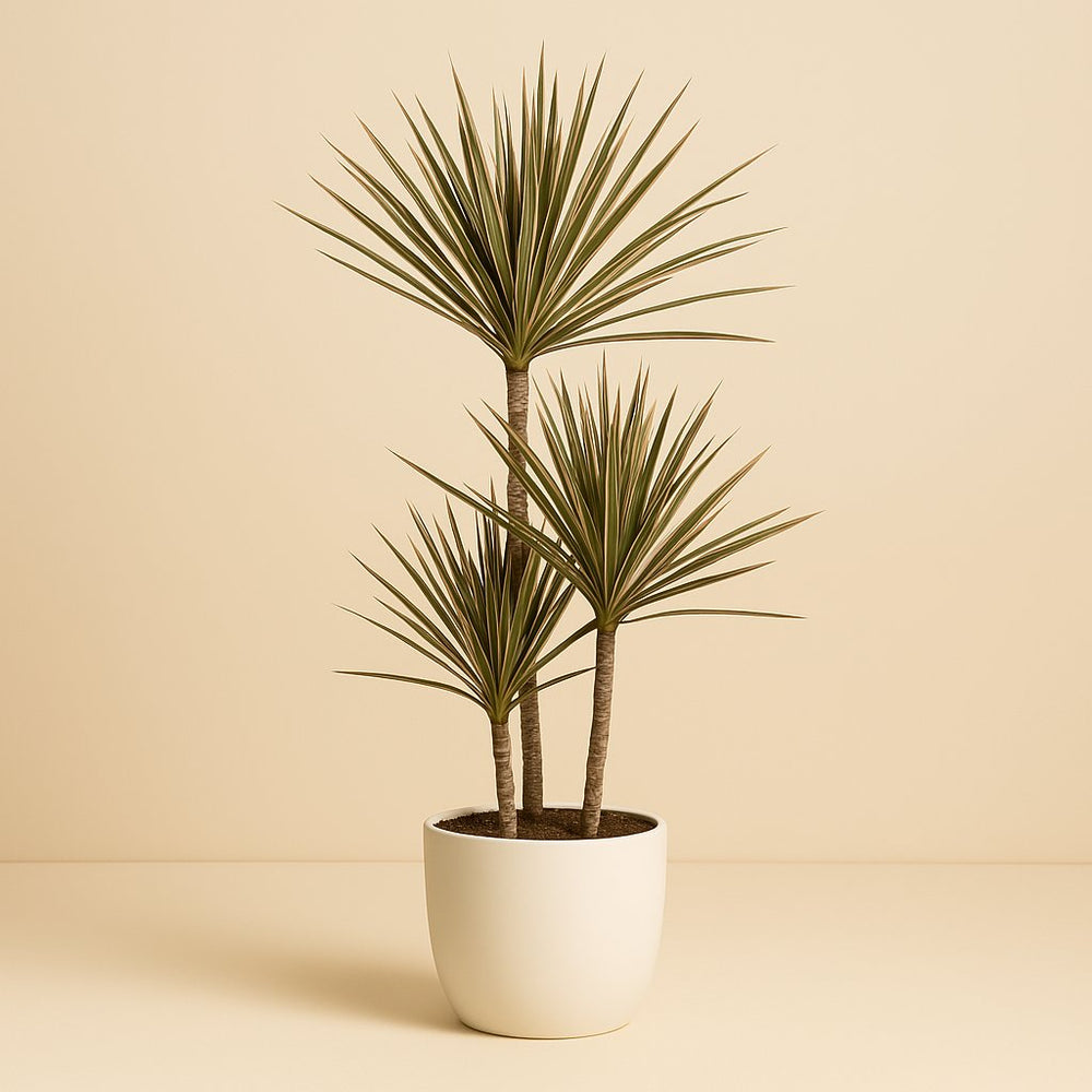 Dracaena Bicolor 120cm im Ø21cm Topf