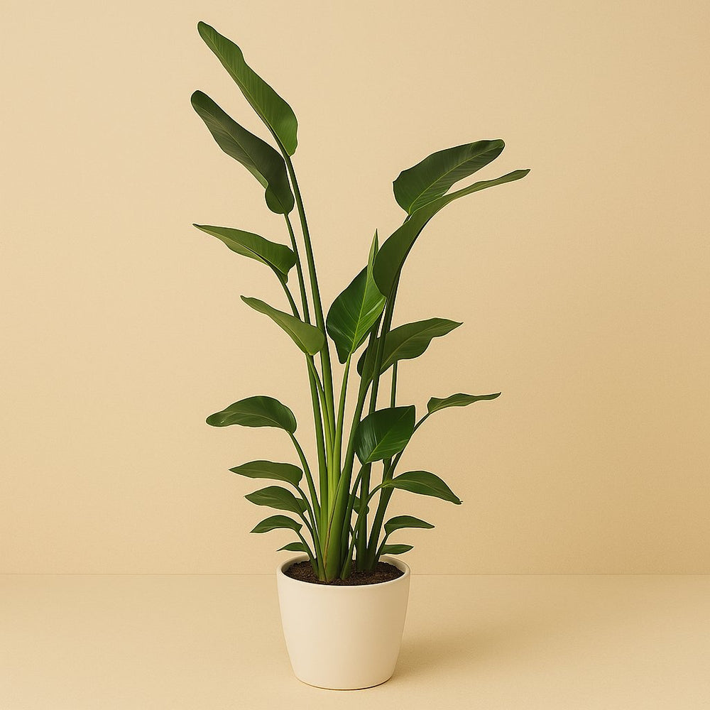 Strelitzia Nicolai 170cm im 36cm Topf