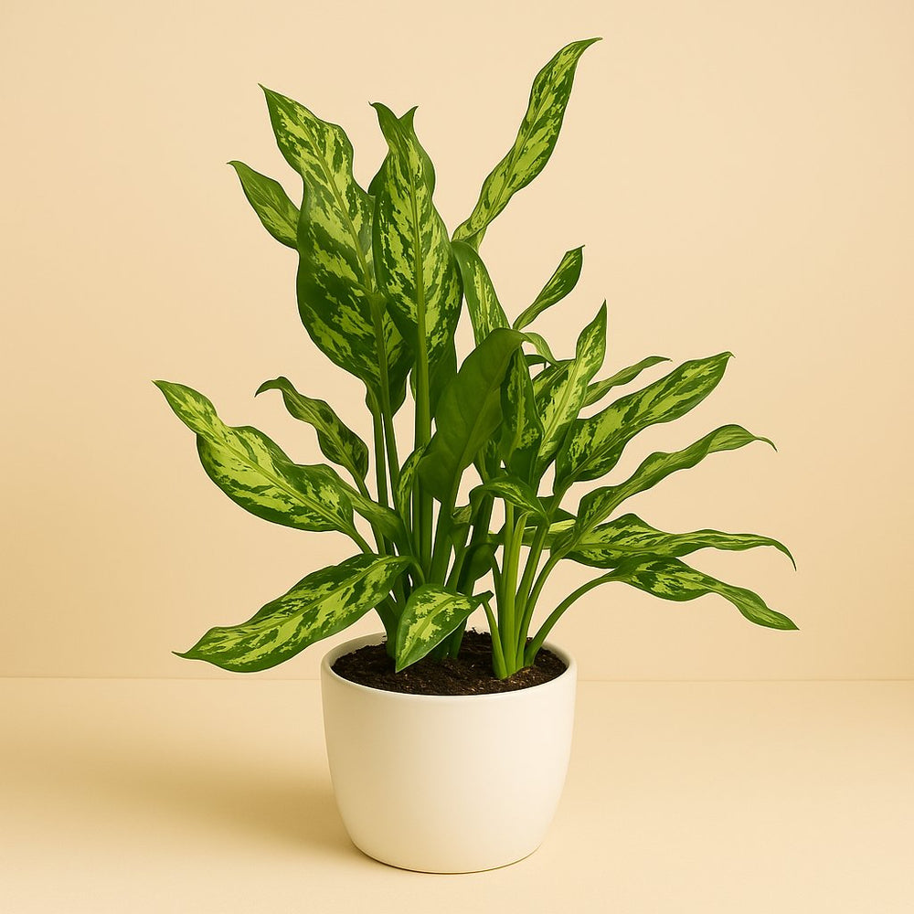 Aglaonema Maria 55cm im 17cm Topf