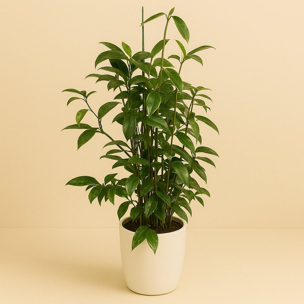 Dracaena Surculosa 110cm im 27cm Topf