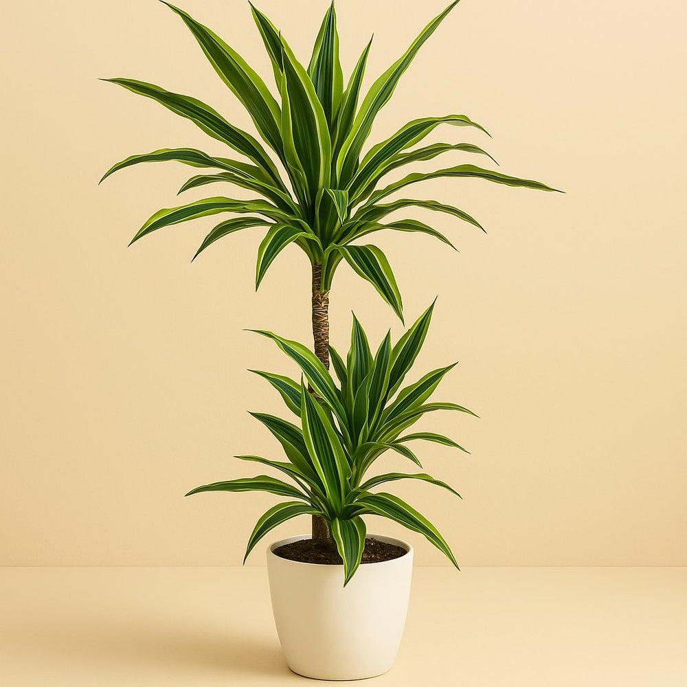 Dracaena Lemon Lime 115cm im 21cm Topf