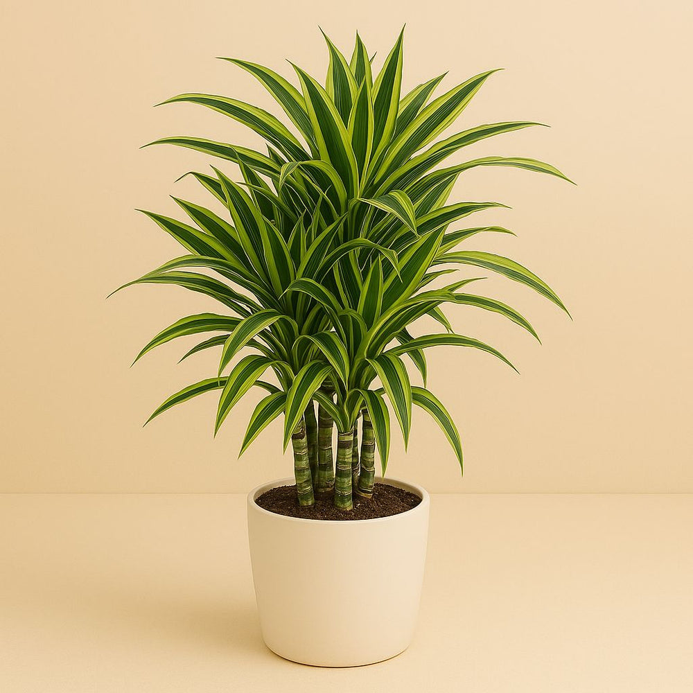 Dracaena Lemon Lime 100cm im 24cm Topf