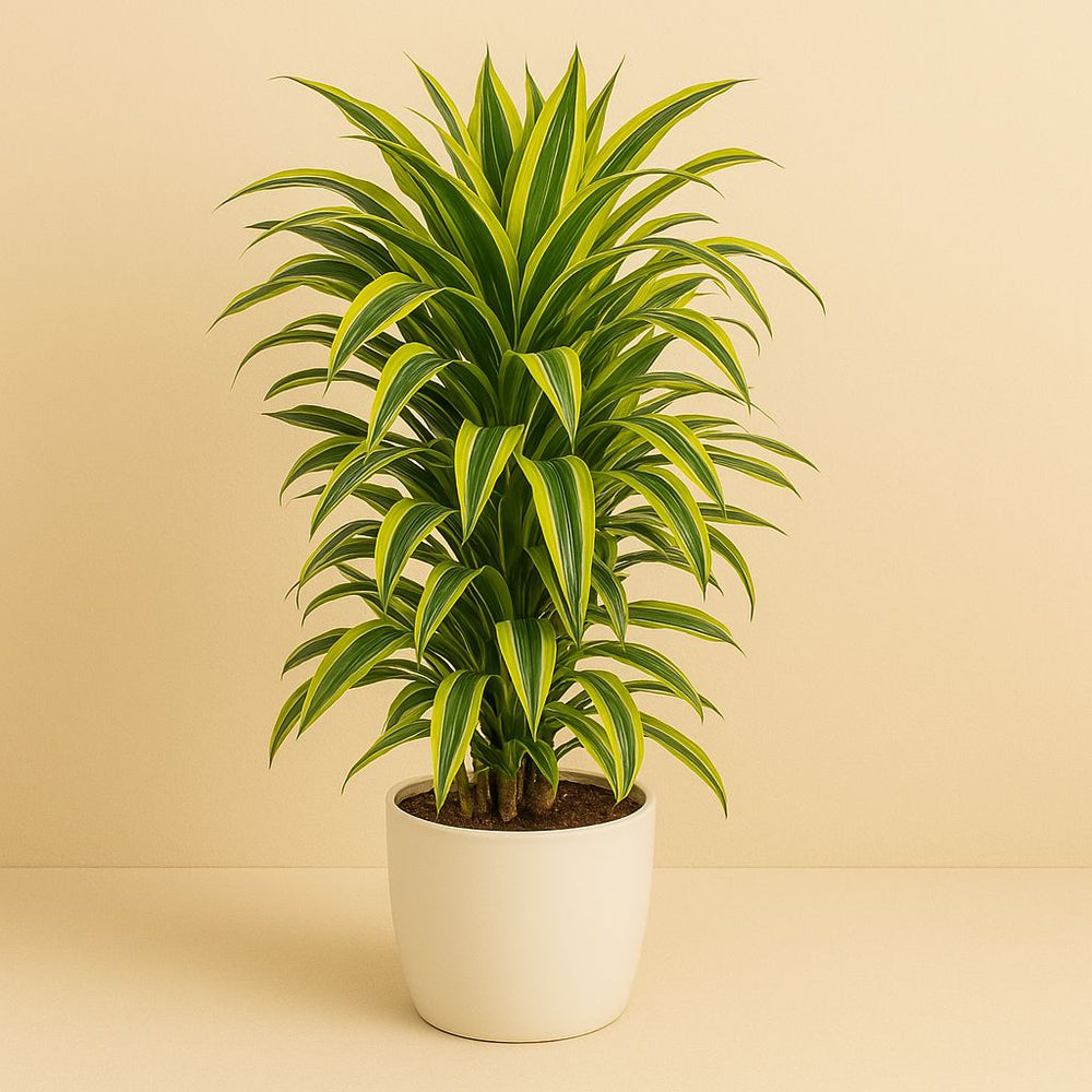 Dracaena Lemon Lime 110cm im 27cm Topf