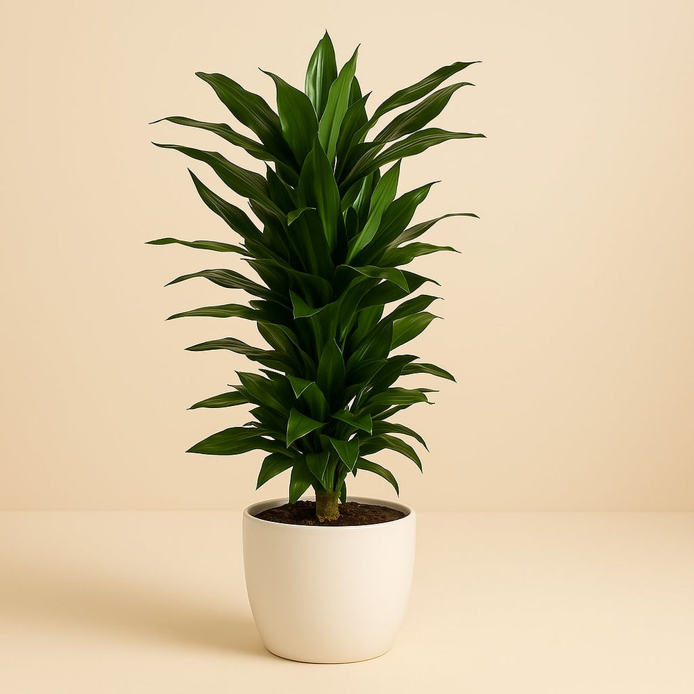 Dracaena Janet Lind 110cm im Ø27cm Topf