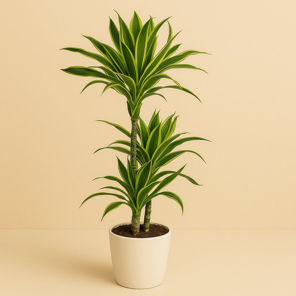 Dracaena Lemon Lime 105cm im 21cm Topf
