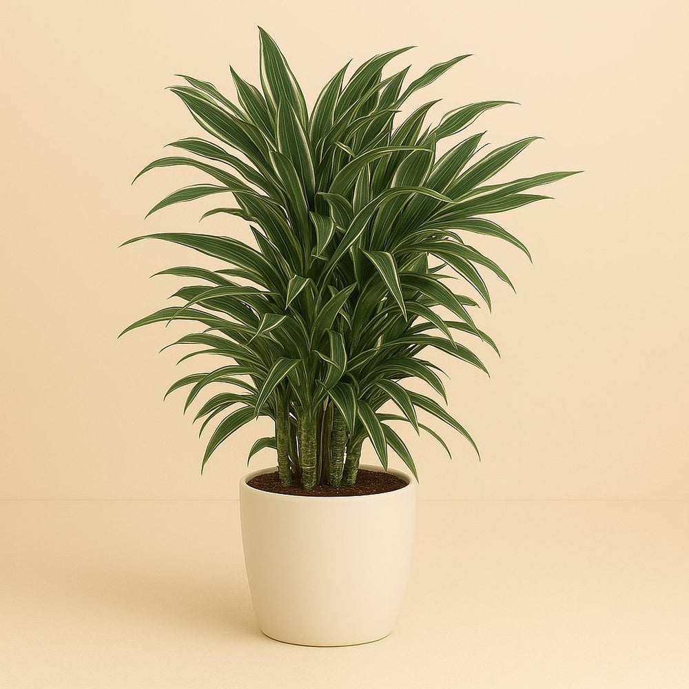 Dracaena Warneckei 100cm im 24cm Topf