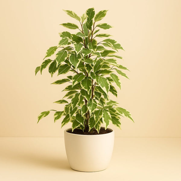 Ficus Benjamina Golden King 70cm im 17cm Topf