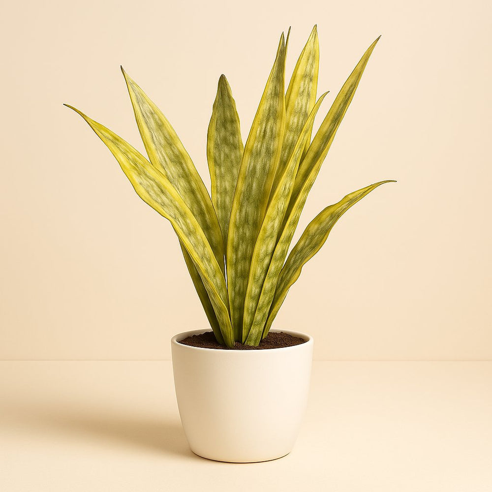 Sansevieria Aubrytniana Lauren - 70cm im Ø17cm Topf in einem modernen Studio