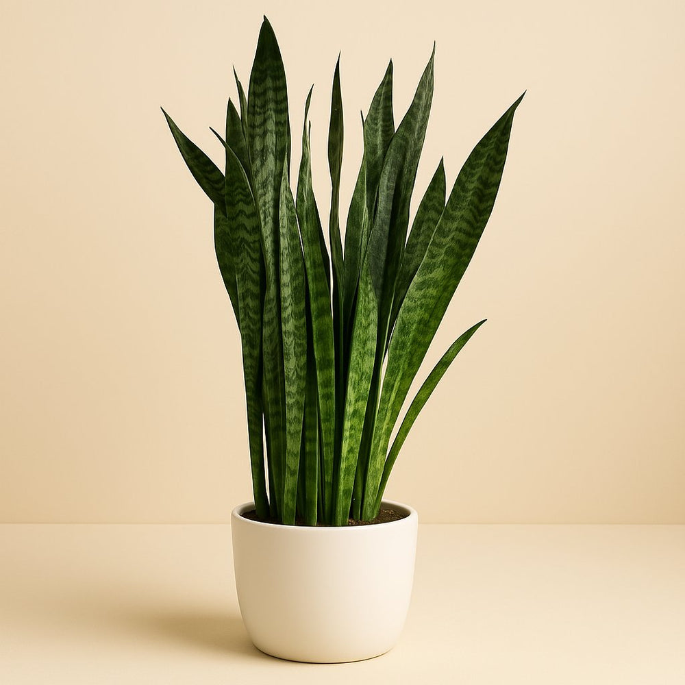 Sansevieria Zeylanica 120cm im 27cm Topf