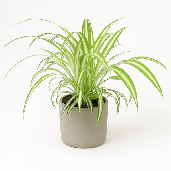 Chlorophytum 25cm im 12cm Topf