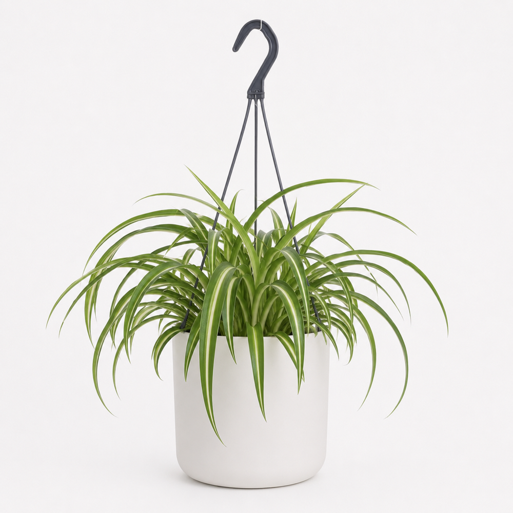 Chlorophytum Bonnie 35cm im 17cm Topf