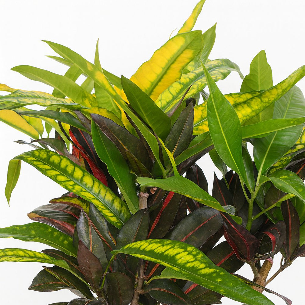 Codiaeum Mango (Croton Mango) 110cm im 27cm Topf Nahaufnahme