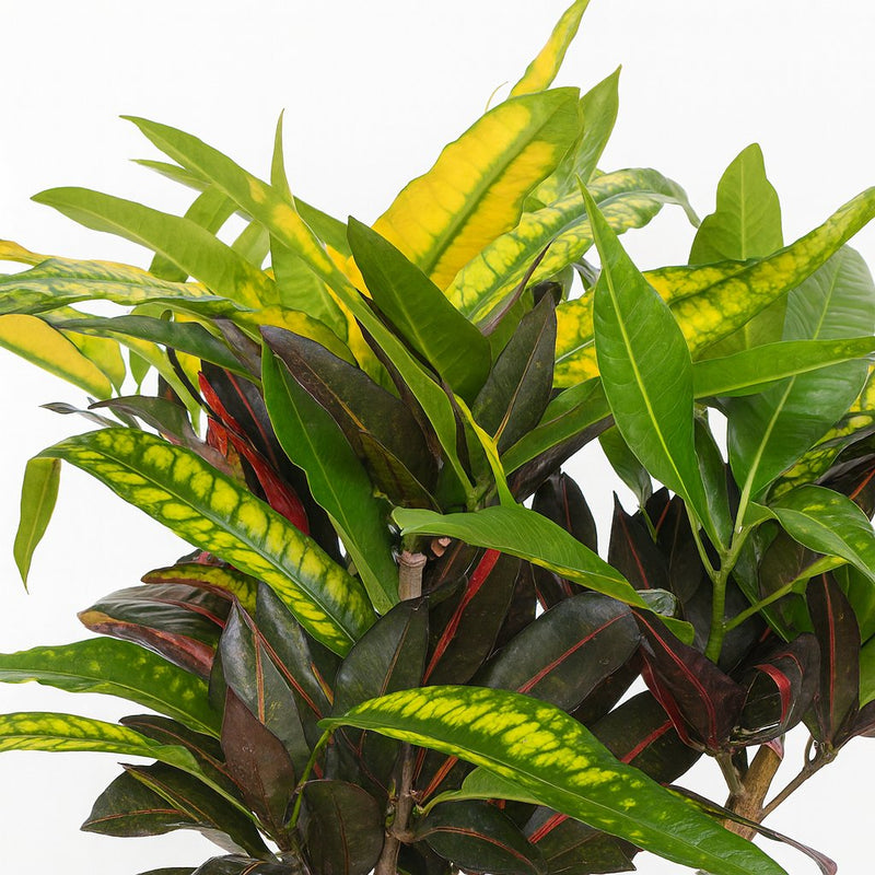 Codiaeum Mango (Croton Mango) Detail