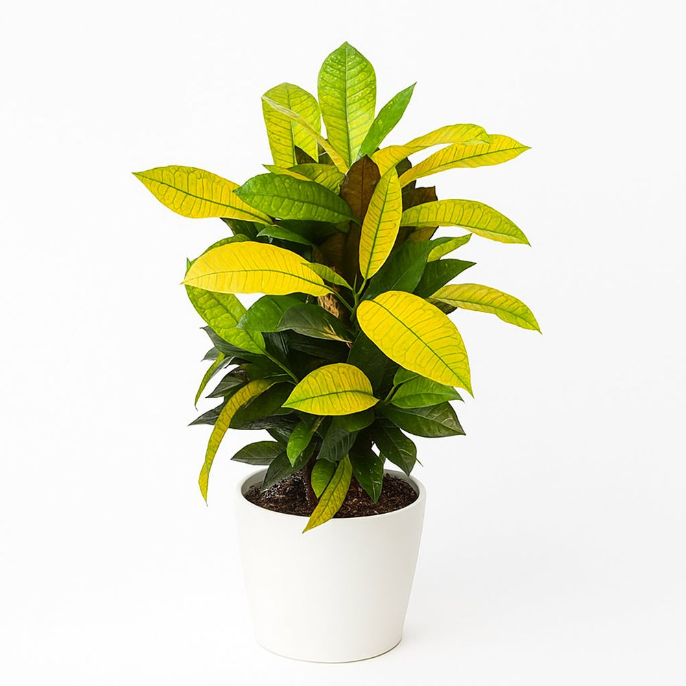 Croton Mrs. Iceton 65cm im 17cm Topf