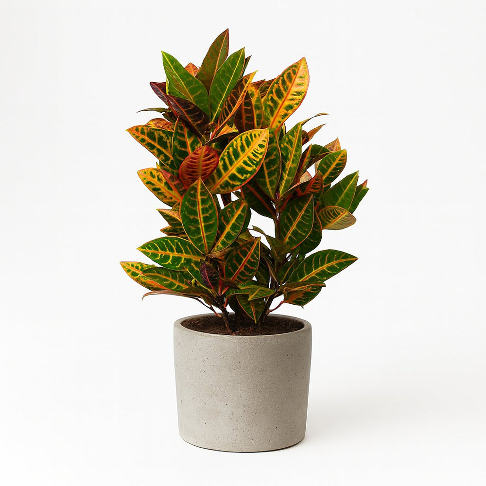 Croton Petra 55cm im 17cm Topf