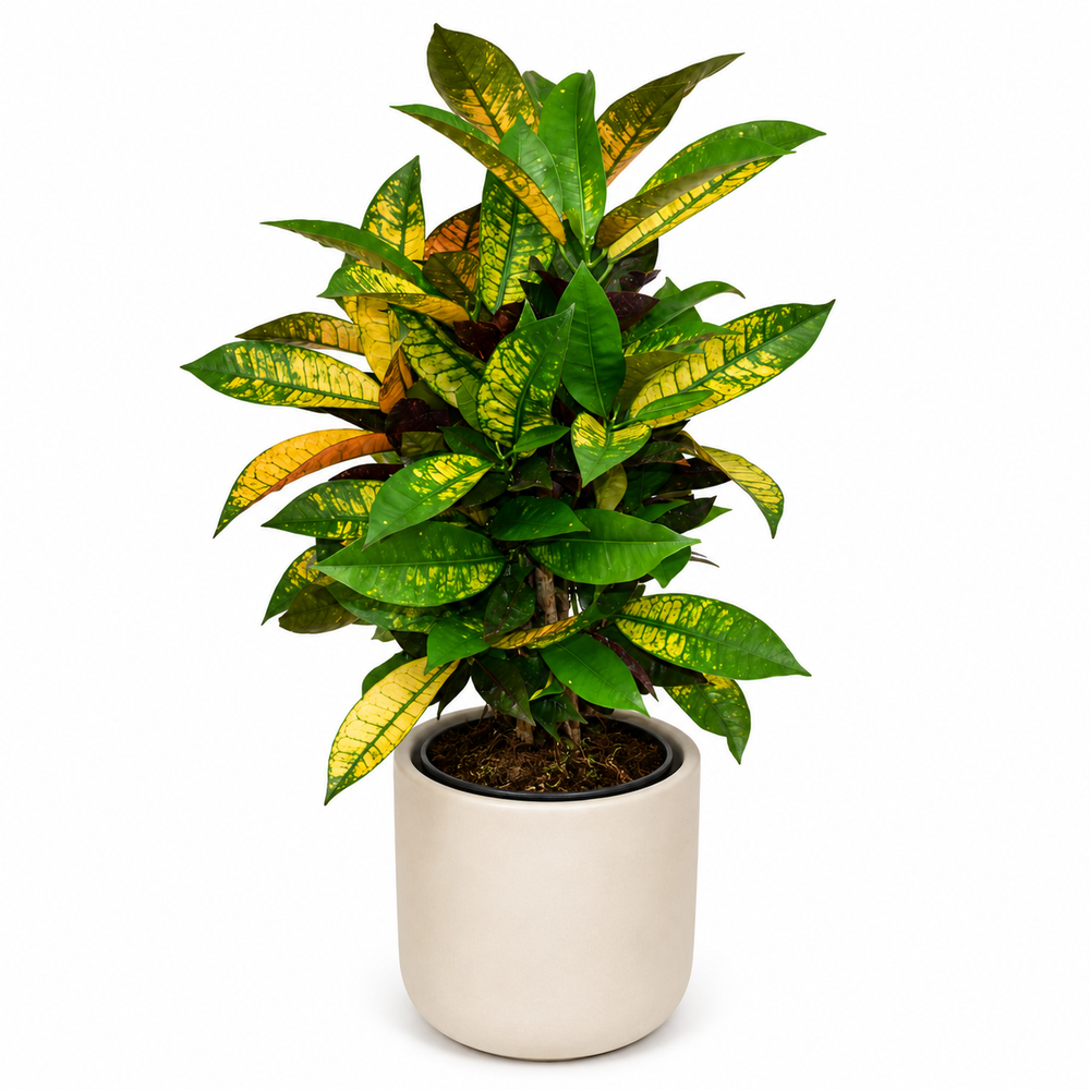 Croton Mrs. Iceton 60cm im 14cm Topf