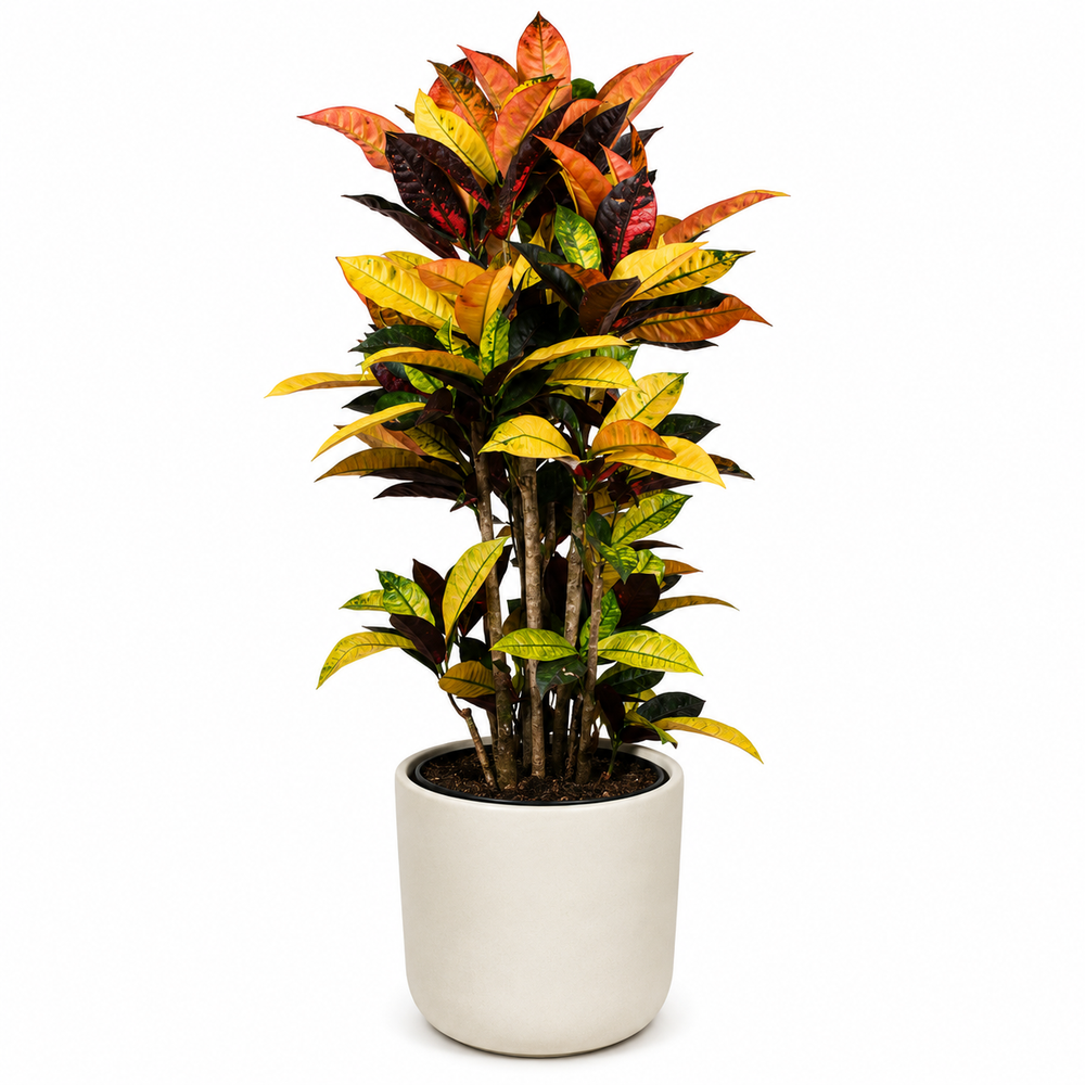 Croton Mrs. Iceton 80cm im 27cm Topf