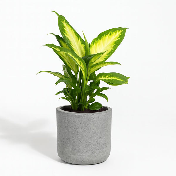 Dieffenbachia Camilla 35cm