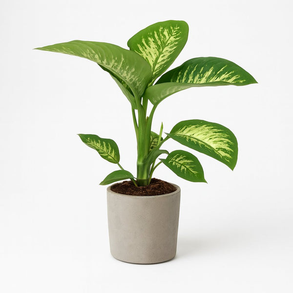Dieffenbachia Seguine Tropic Snow 70cm im 19cm Topf