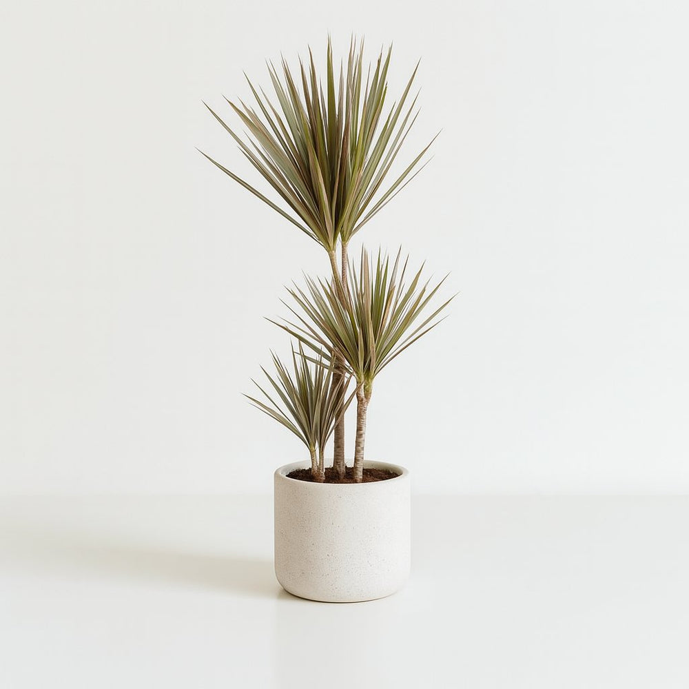 Dracaena Bicolor 115cm im Ø24cm Topf