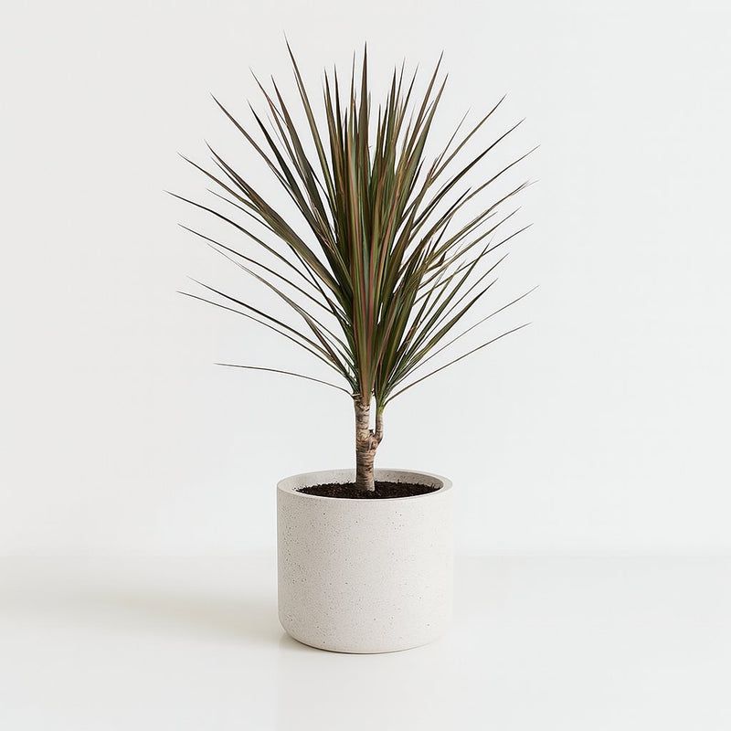 Dracaena Bicolor Detail