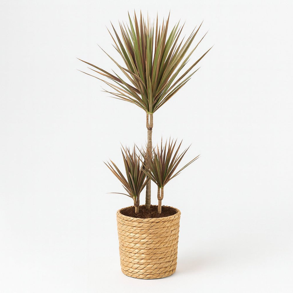 Dracaena Bicolor 95cm im Ø21cm Topf